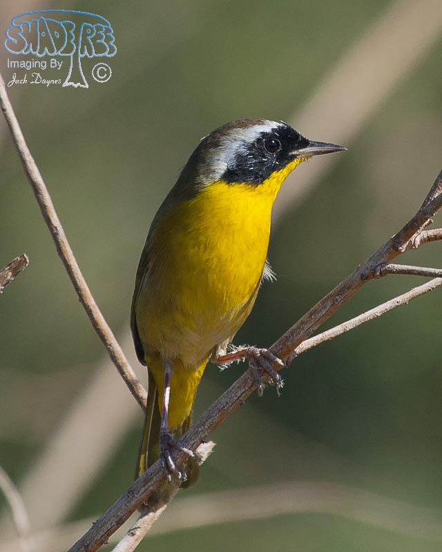 Common Yellowthroat - Geothlypis trichas