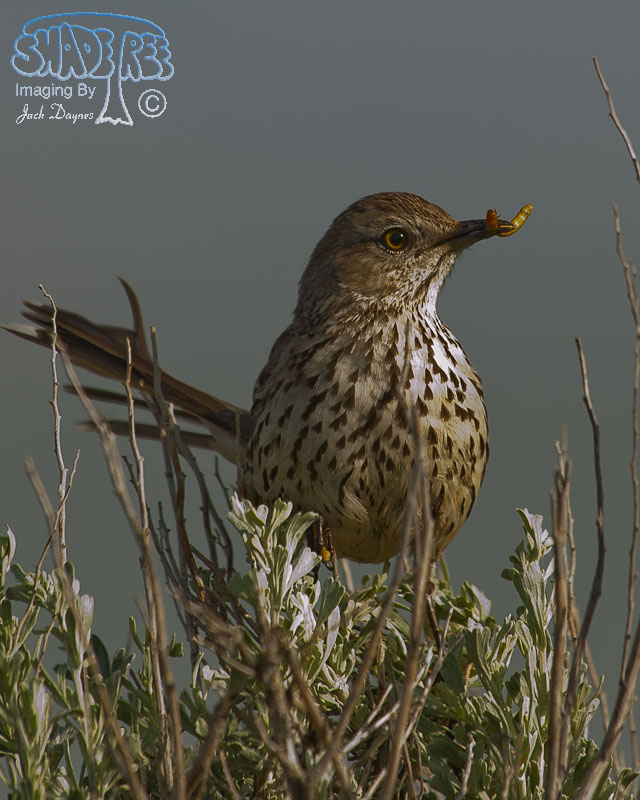 Sage Thrasher - Oreoscoptes montanus