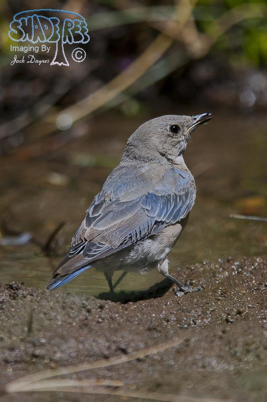 Western Bluebird - Sialia mexicana