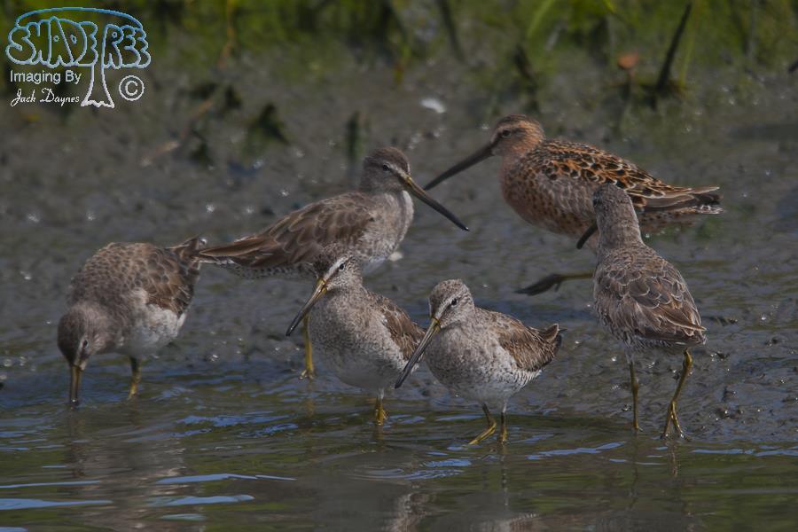 Short-Billed Dowitcher - Limnodromus griseus