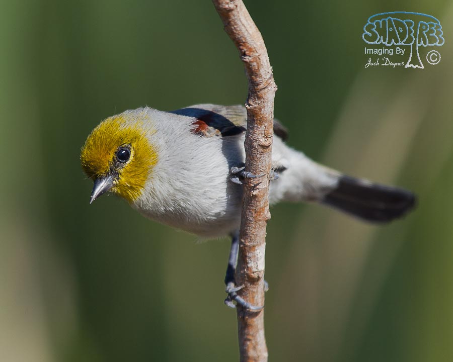 Verdin - Auriparus flaviceps