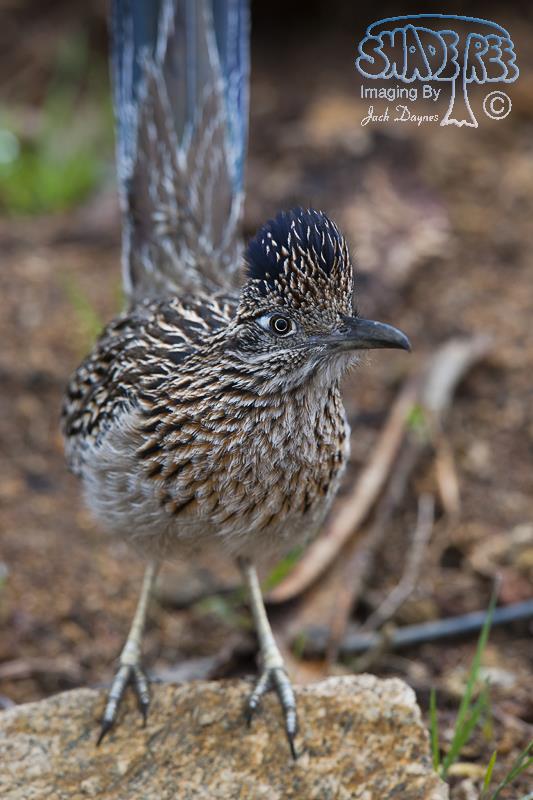Greater Roadrunner - Geococcyx californianus