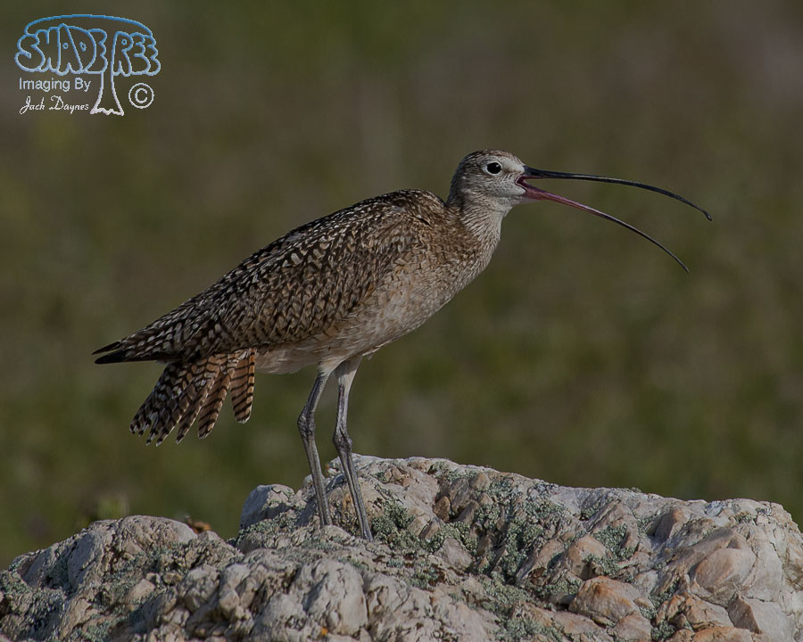 Long-Billed Curlew - Numenius americanus