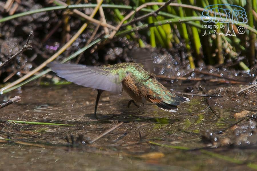 Allen's Hummingbird - Selasphorus sasin