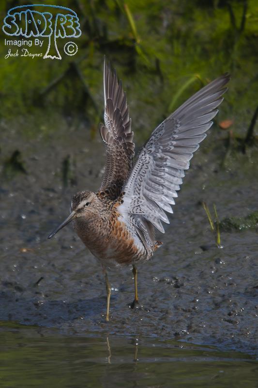 Short-Billed Dowitcher - Limnodromus griseus
