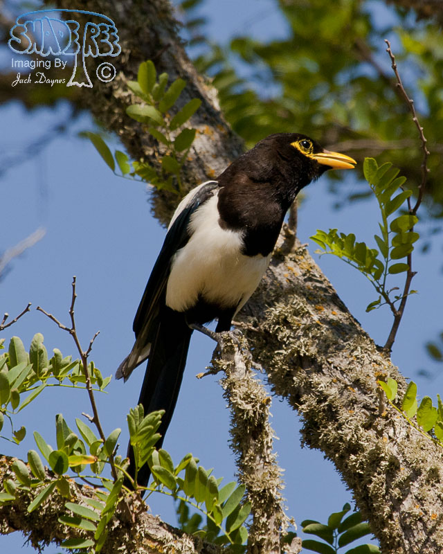 Yellow-Billed Magpie - Pica nuttalli