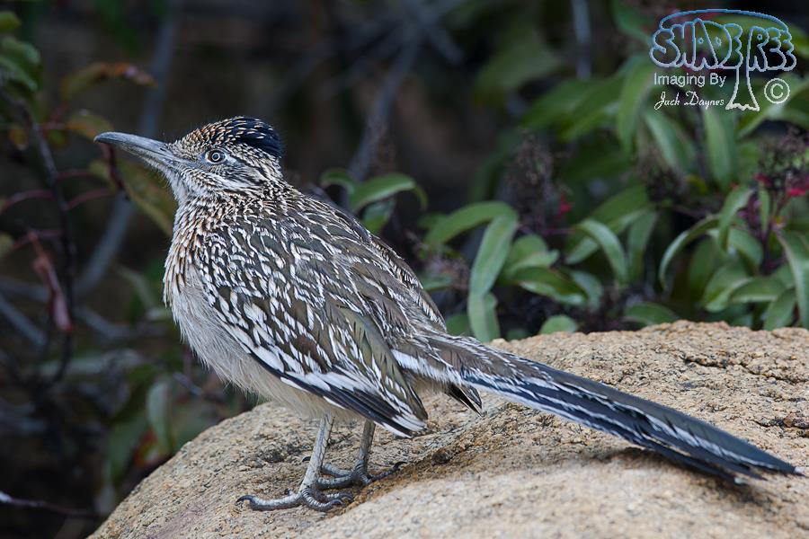 Greater Roadrunner - Geococcyx californianus