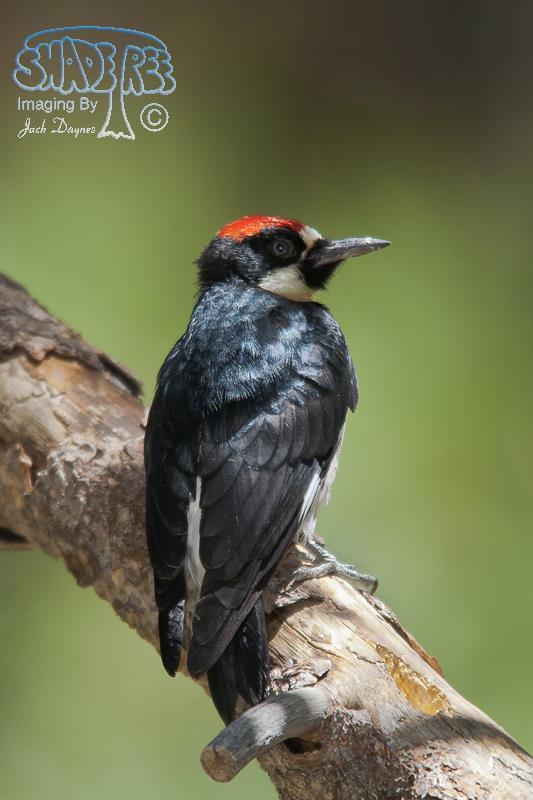 Acorn Woodpecker - Melanerpes formicivorus