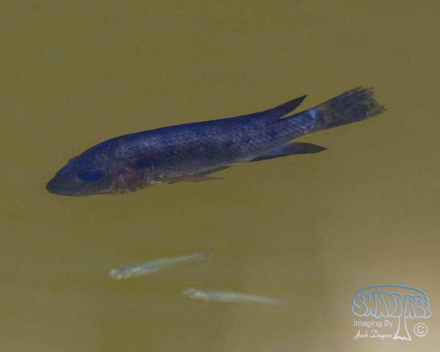 Tilapia - Oreochromis mossambicus