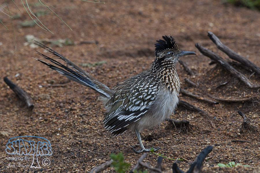 Greater Roadrunner - Geococcyx californianus