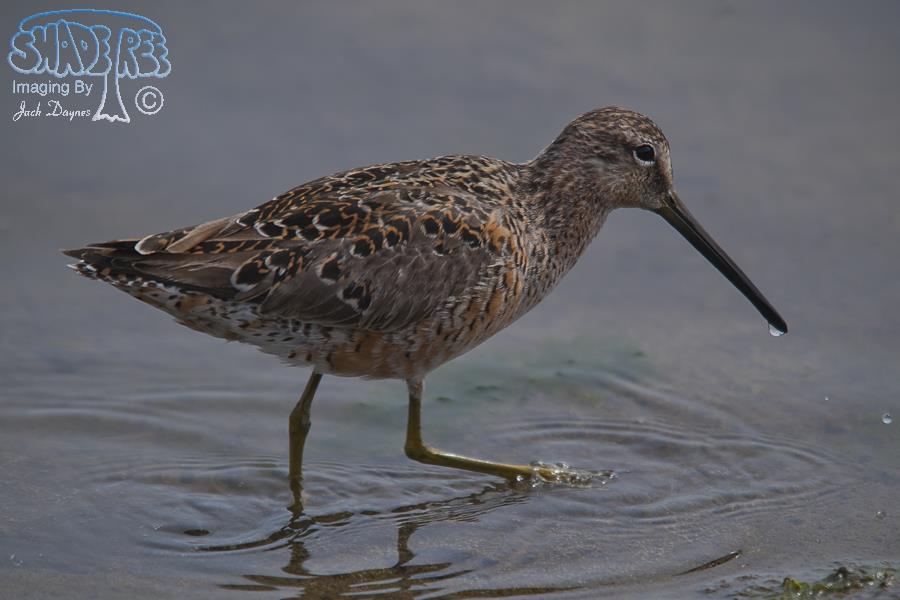 Short-Billed Dowitcher - Limnodromus griseus