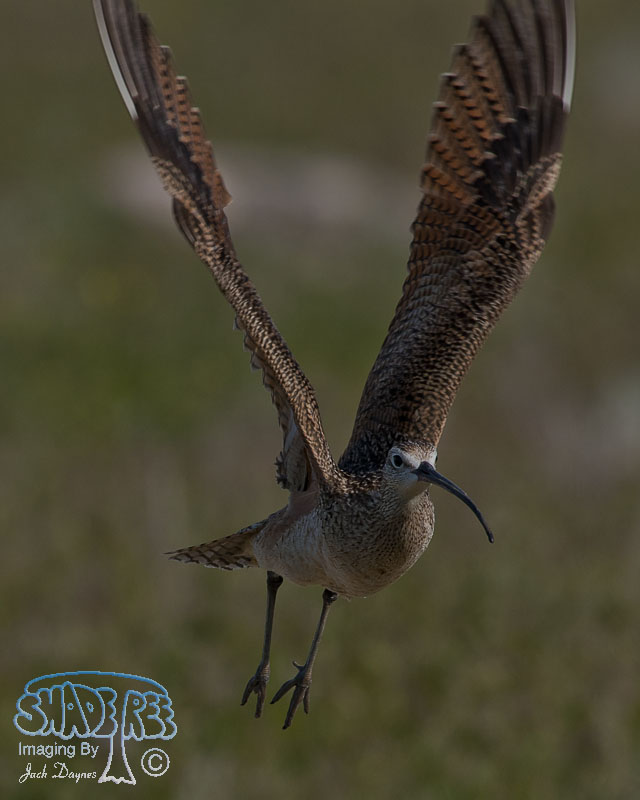 Long-Billed Curlew - Numenius americanus
