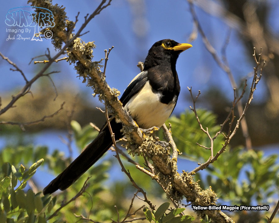 Yellow-Billed Magpie - Pica nuttalli