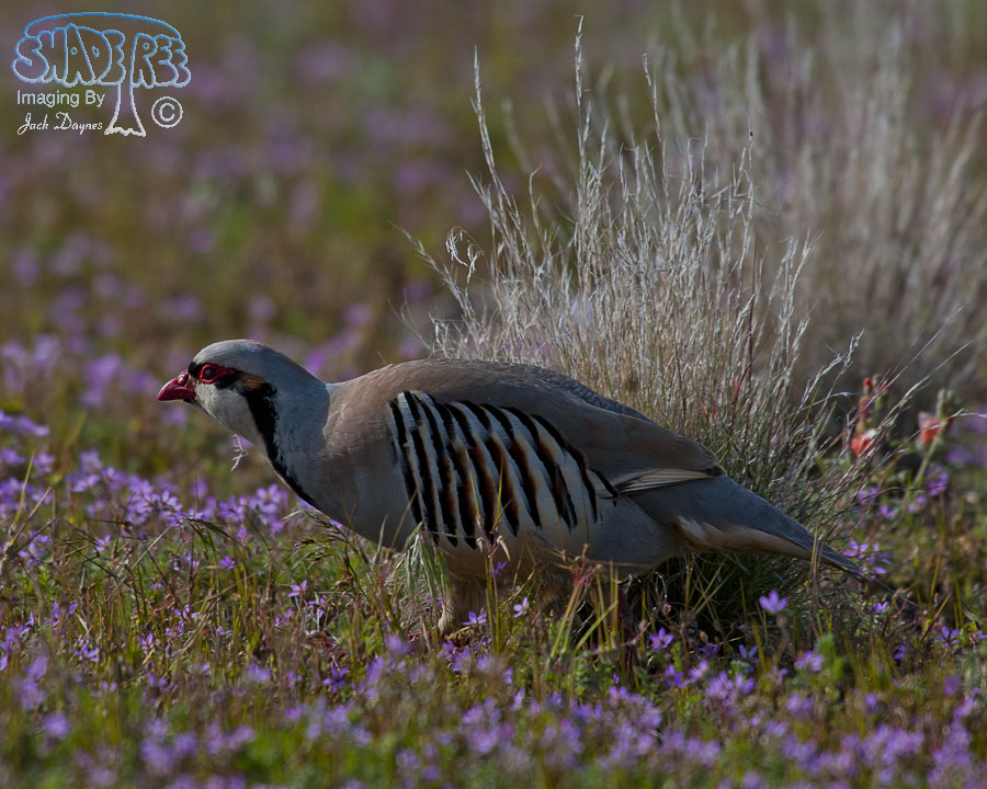 Chukar - Alectoris chukar