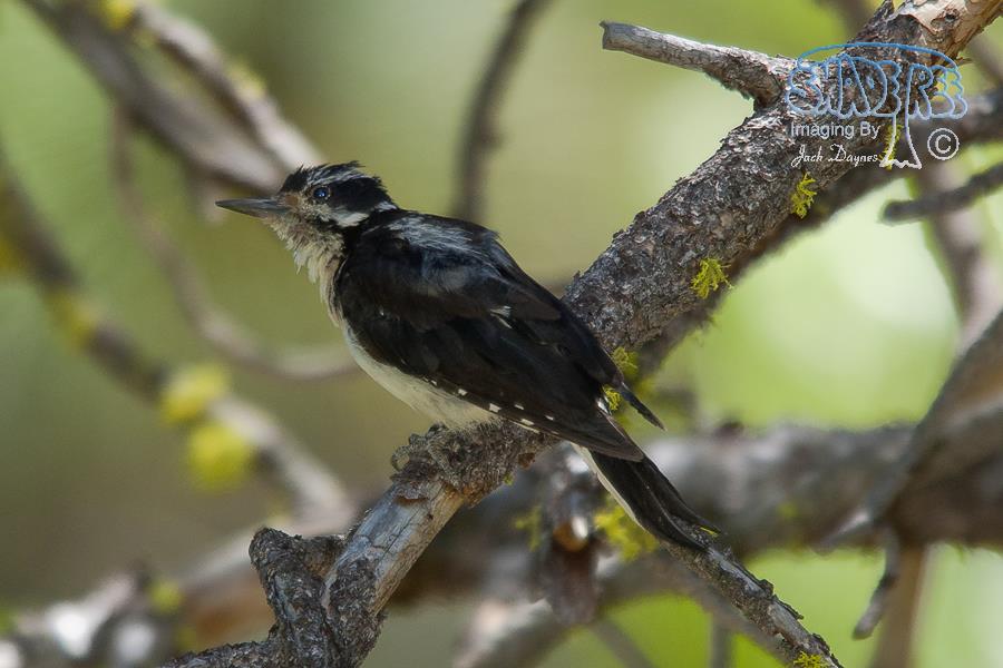 Hairy Woodpecker - Leuconotopicus villosus