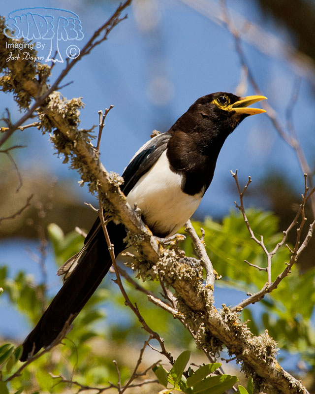 Yellow-Billed Magpie - Pica nuttalli
