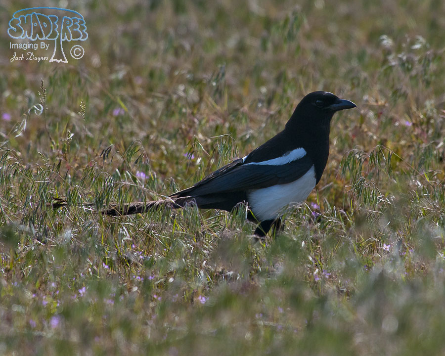 Black-Billed Magpie - Pica hudsonia