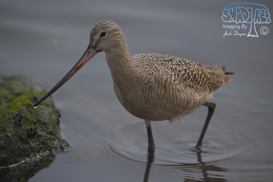 Marbled Godwit - Limosa fedoa