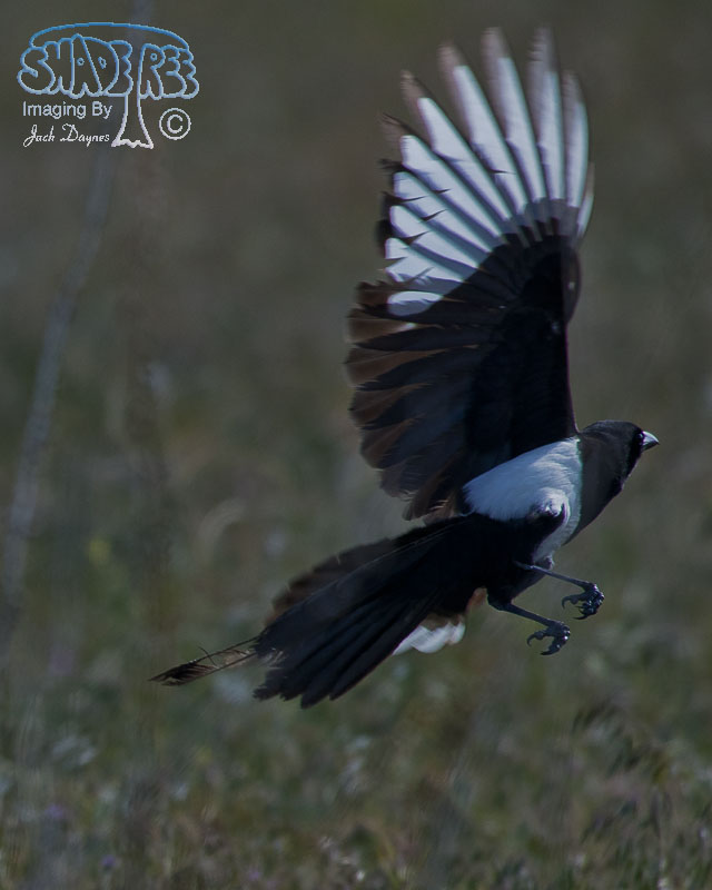 Black-Billed Magpie - Pica hudsonia