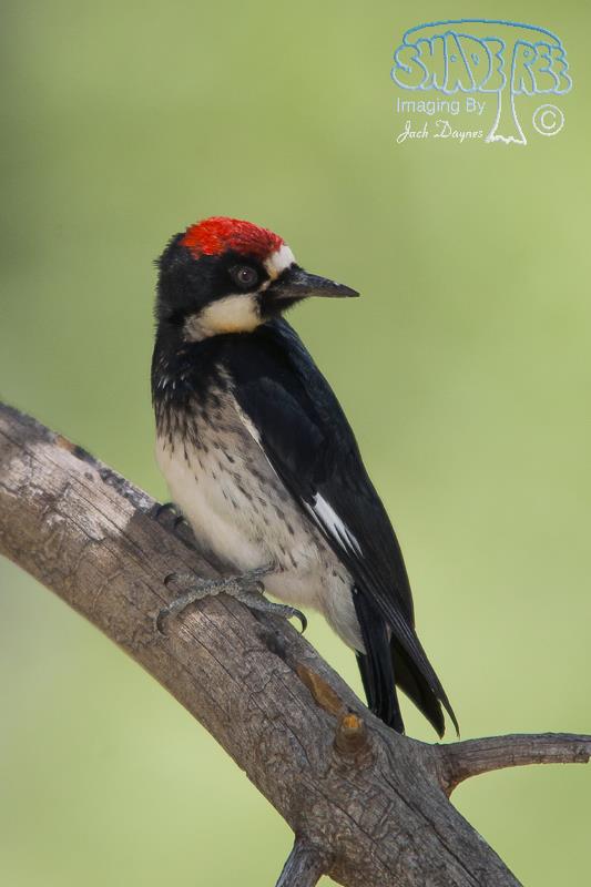 Acorn Woodpecker - Melanerpes formicivorus