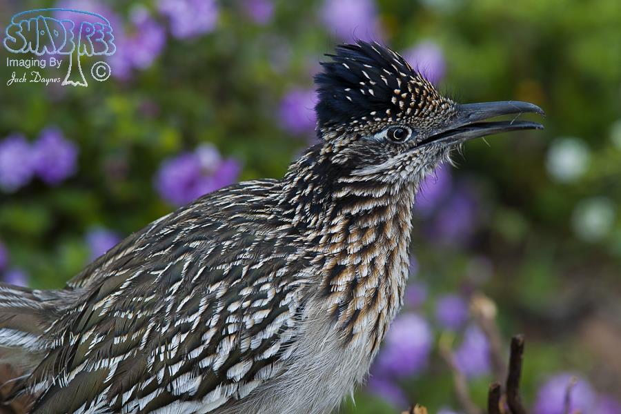Greater Roadrunner - Geococcyx californianus