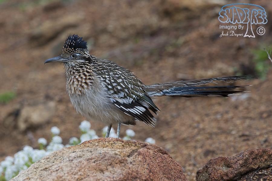 Greater Roadrunner - Geococcyx californianus