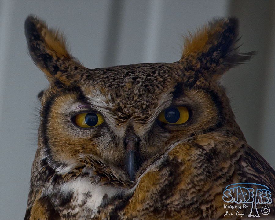 Great Horned Owl - Bubo virginianus