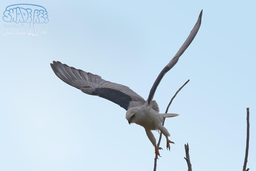 White-Tailed Kite - Elanus leucurus