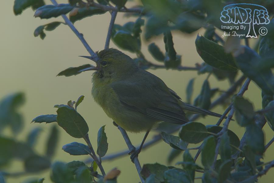 Orange-Crowned Warbler - Leiothlypis celata