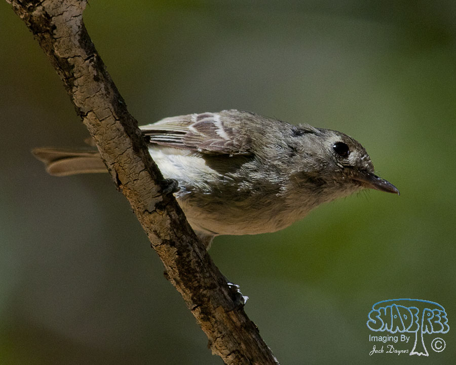 Hutton's Vireo - Vireo huttoni