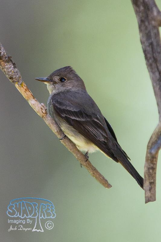 Western Wood-Pewee - Contopus sordidulus