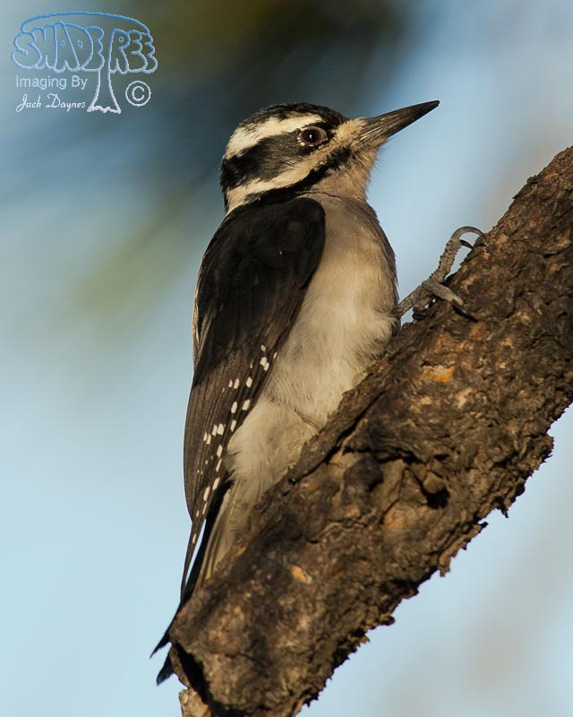 Hairy Woodpecker - Leuconotopicus villosus