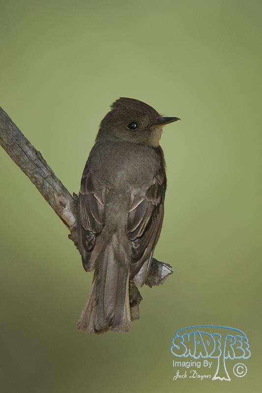 Western Wood-Pewee - Contopus sordidulus