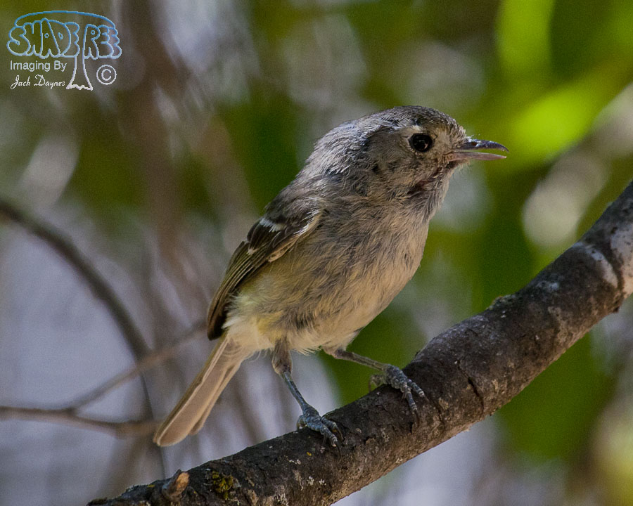 Hutton's Vireo - Vireo huttoni