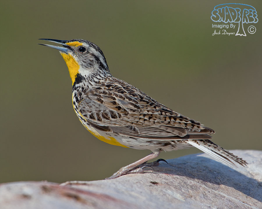 Western Meadowlark - Sturnella neglecta