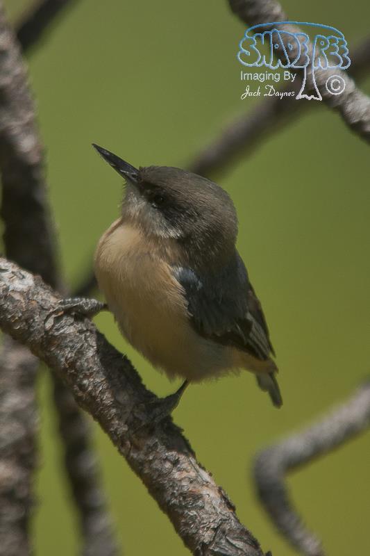 Pygmy Nuthatch - Sitta pygmaea
