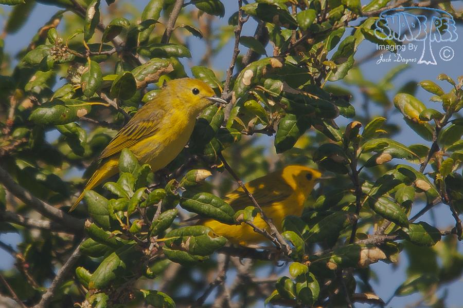 American Yellow Warbler - Setophaga petechia