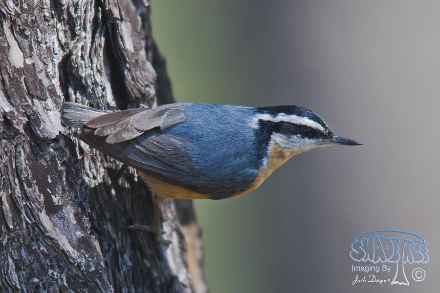 Red-Breasted Nuthatch - Sitta canadensis