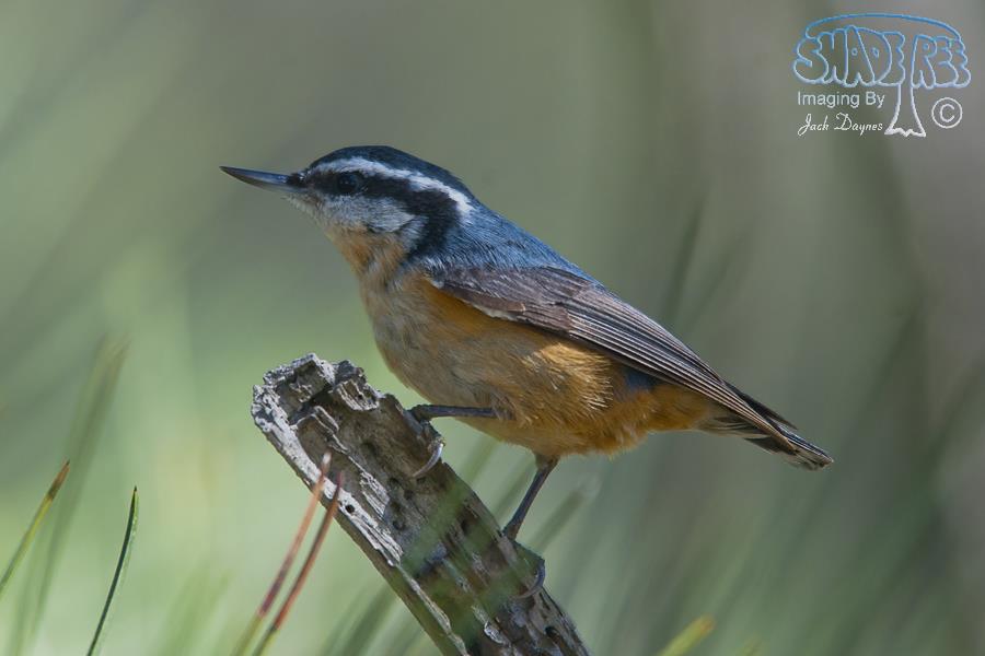 Red-Breasted Nuthatch - Sitta canadensis