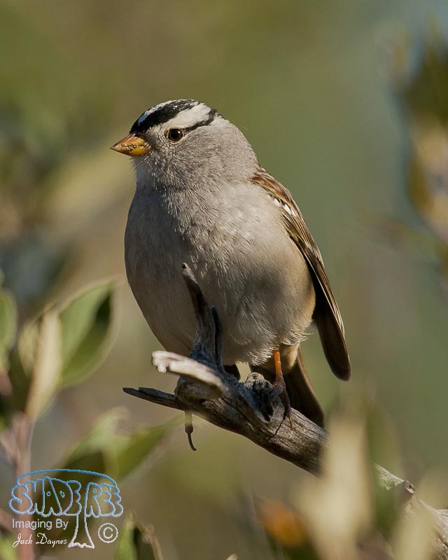 White-Crowned Sparrow - Zonotrichia leucophrys