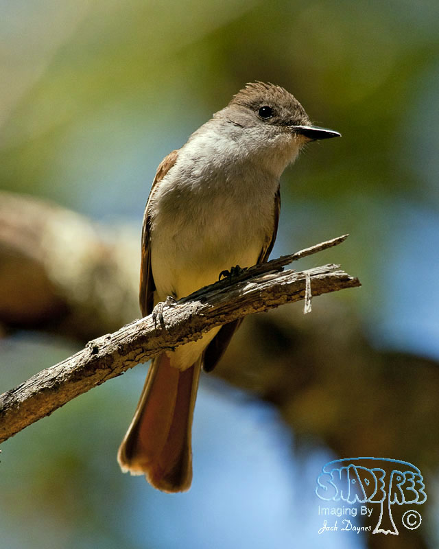 Ash-Throated Flycatcher - Myiarchus cinerascens