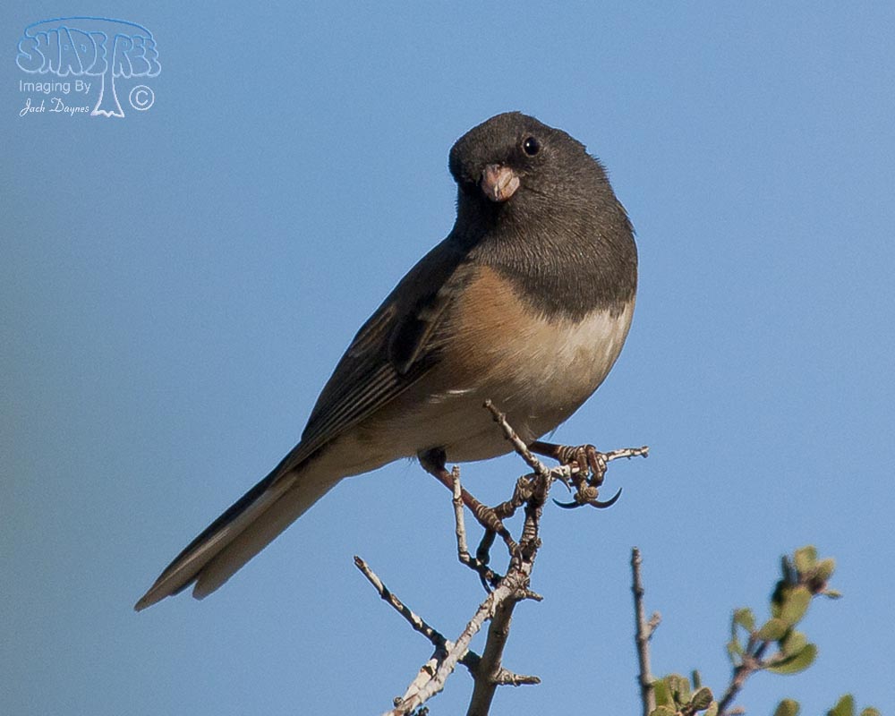 Dark-Eyed Junco - Junco hyemalis
