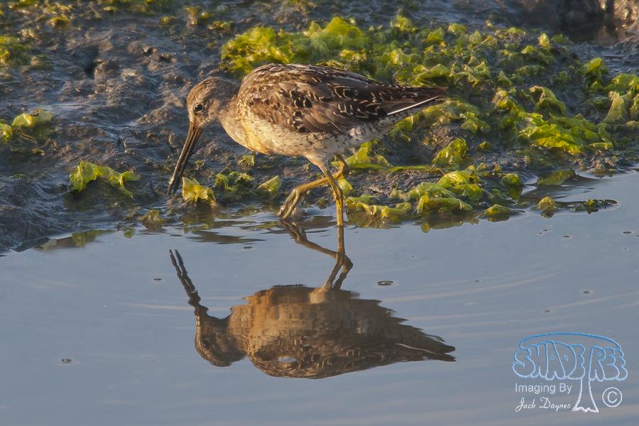 Short-Billed Dowitcher - Limnodromus griseus
