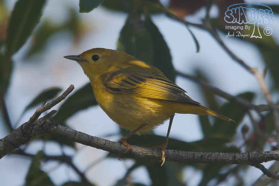 American Yellow Warbler - Setophaga petechia