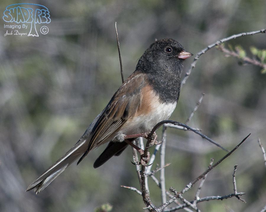 Dark-Eyed Junco - Junco hyemalis