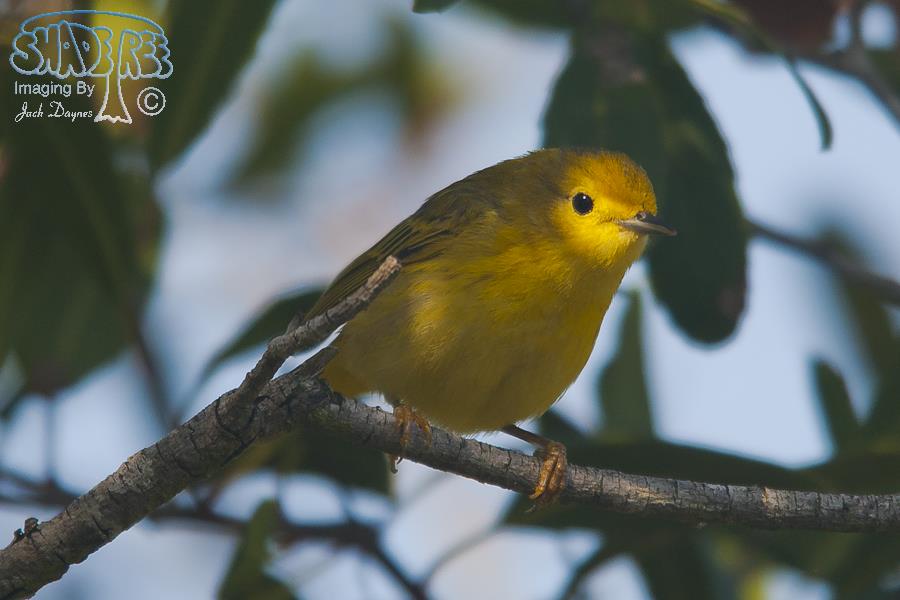 American Yellow Warbler - Setophaga petechia