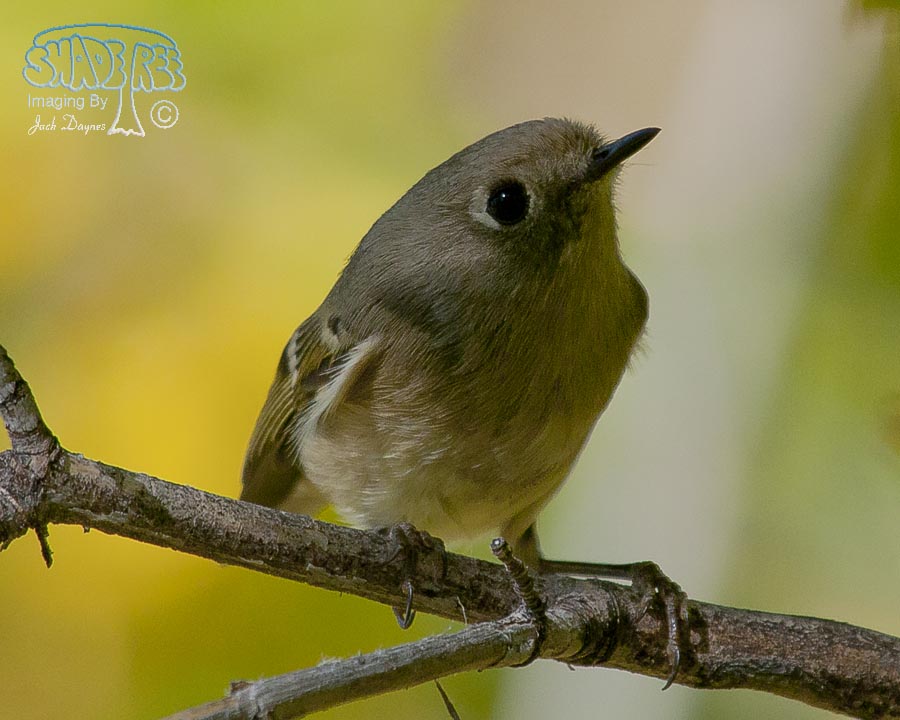 Ruby-Crowned Kinglet - Regulus calendula