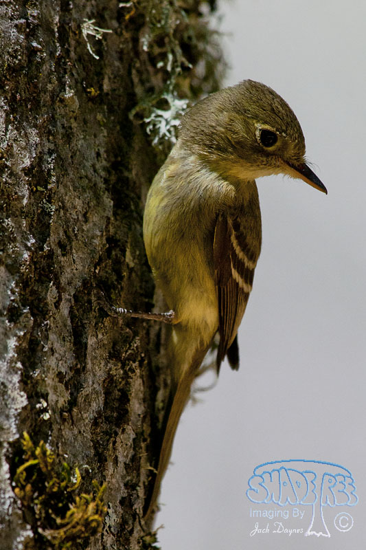 Pacific-Slope Flycatcher - Empidonax difficilis