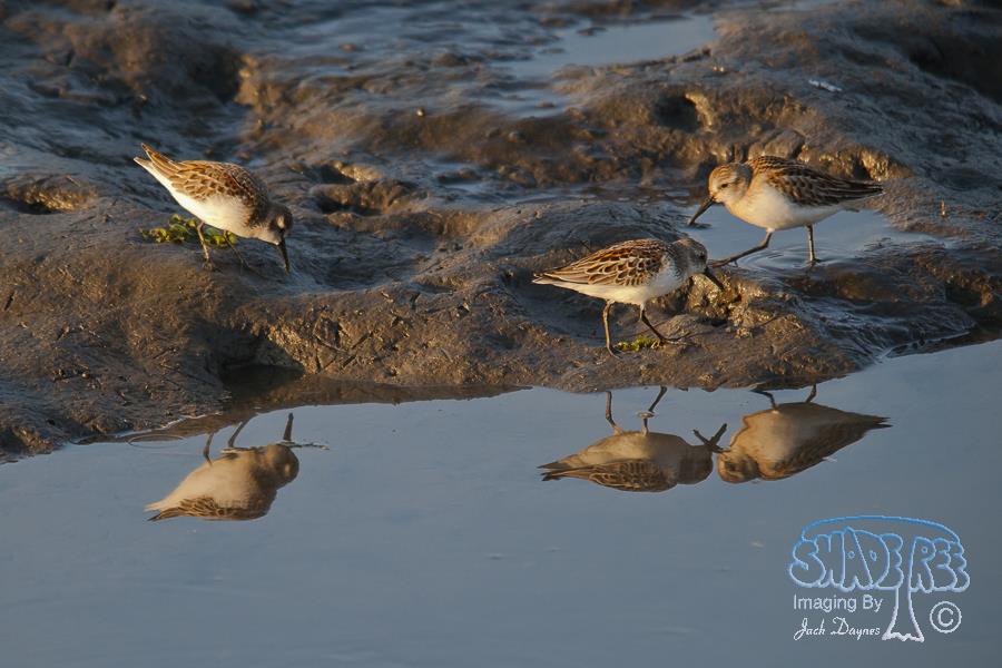 Western Sandpiper - Calidris mauri