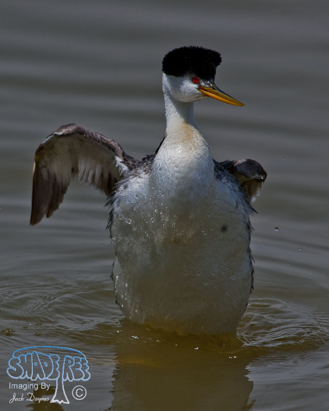 Clark's Grebe - Aechmophorus clarkii
